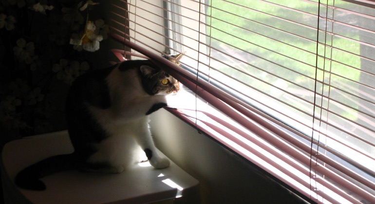 Cat looking through metal blinds in Jacksonville.